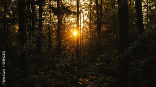 A serene forest scene at sunset, with sunlight filtering through trees.