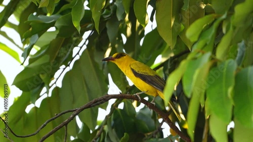 a black-naped oriole calling or making a sound  