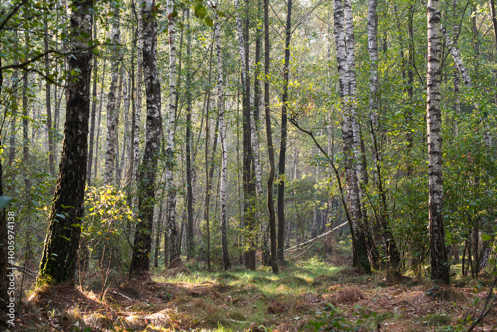 Fototapeta premium Brzozowy zagajnik jesienią, tapeta.