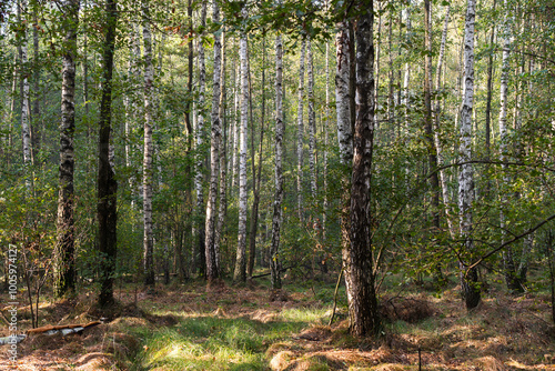 Fototapeta Naklejka Na Ścianę i Meble -  Brzozowy zagajnik jesienią, tapeta.
