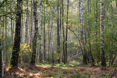 Fototapeta Naklejka Na Ścianę i Meble -  Brzozowy zagajnik jesienią, tapeta.