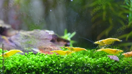 a group of yellow golden back shrimp having a feast 
