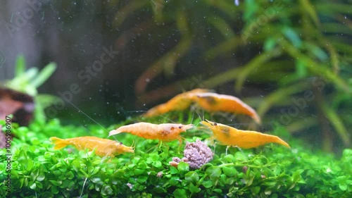 a group of yellow golden back shrimp having a feast 