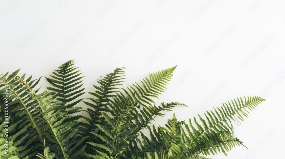 A close-up of lush green ferns against a minimalistic white background. A close-up of lush green ferns against a minimalistic white background.