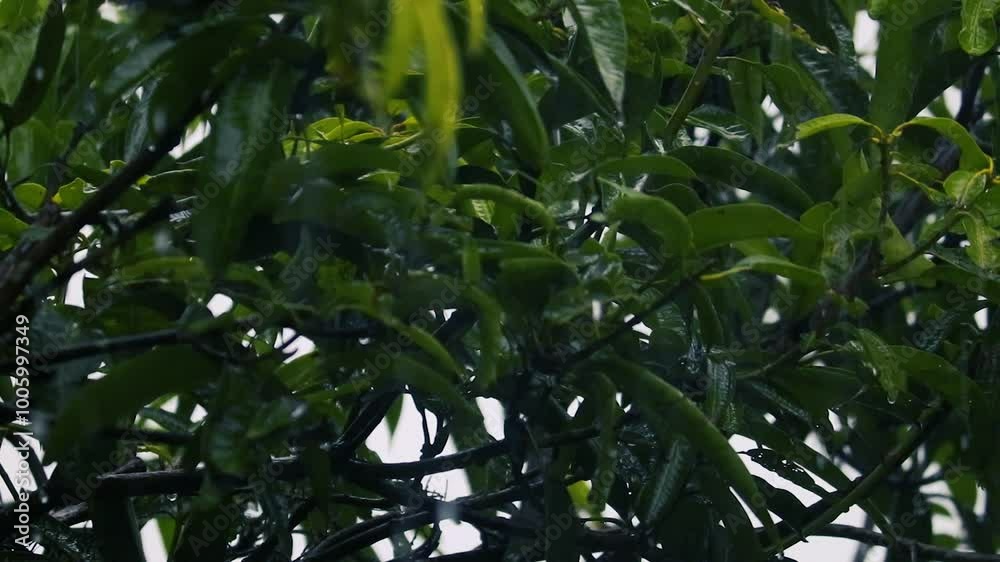 Rain drops on mango leaves, Raindrops on leaf tree, light Rain Falling On Tree Leaves. Cinematic natural background Rain drops on mango leaves, Raindrops on leaf tree, light Rain Falling On Tree Leaves. Cinematic natural background