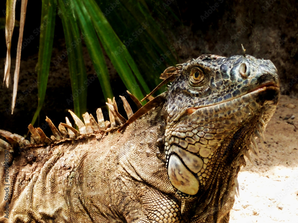 A big iguana that lives in the zoo. A big iguana that lives in the zoo.