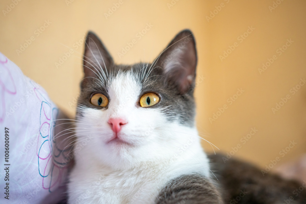 Cat, White, Gray Looking at Camera Cat, White, Gray Looking at Camera