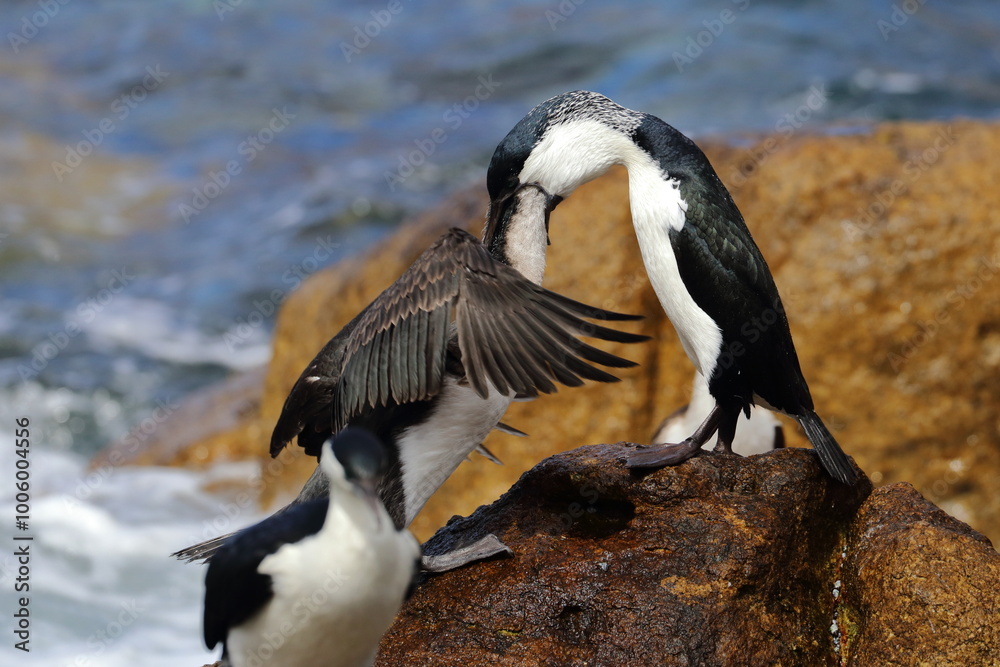 black-faced cormorant