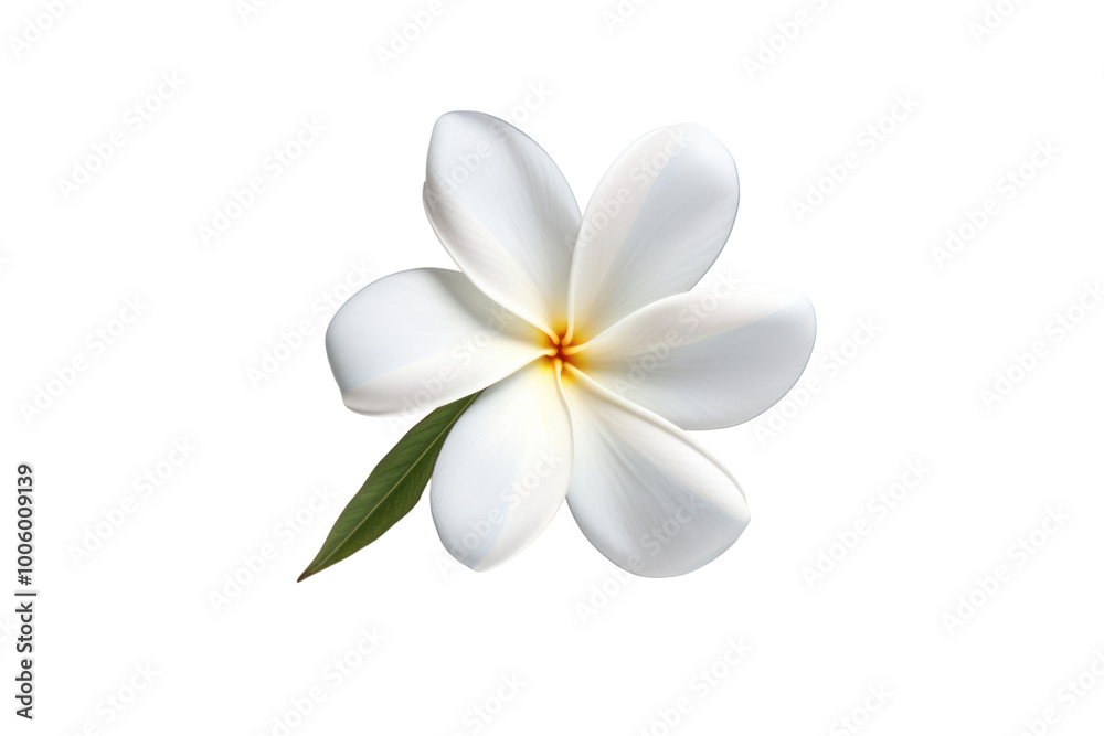 Single frangipani flower with soft, overlapping petals and subtle shadows, floating against a white background