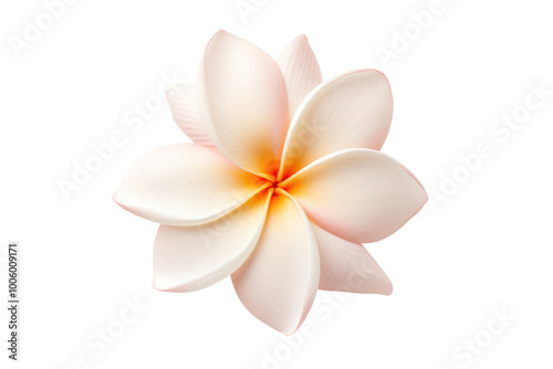 Single frangipani flower with soft, overlapping petals and subtle shadows, floating against a white background