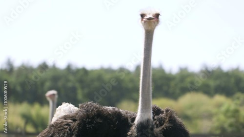 Ostriches walk in the paddock. Head and neck front portrait of an ostrich bird at an ostrich farm. African ostrich at an ostrich farm closeup.