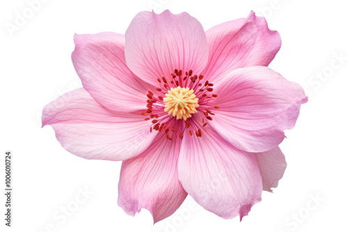 Pink flower in full bloom with intricate details and soft textures isolated against a white background