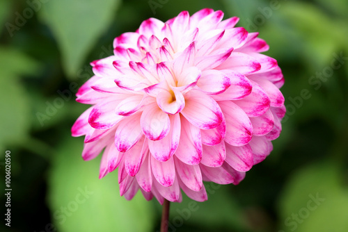 Dahlia flower called Little Robert, against a bokeh background.