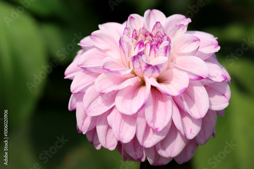 Dahlia flower called Genova, against a bokeh background.
