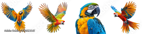 Colorful macaw birds flying and perched vibrant feathers transparent background