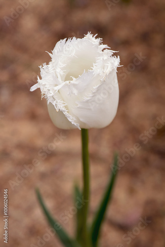A close-up of the elegant 'Swan Wings' white tulip, featuring delicate fringed petals, standing tall against a blurred natural background, 