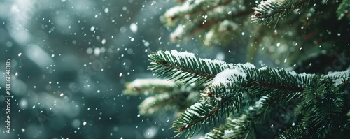 closeup of snow covered evergreen branch in forest
