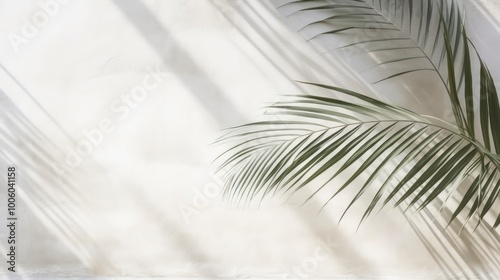 Tropical palm leaf shadow on white wall background. Copy space