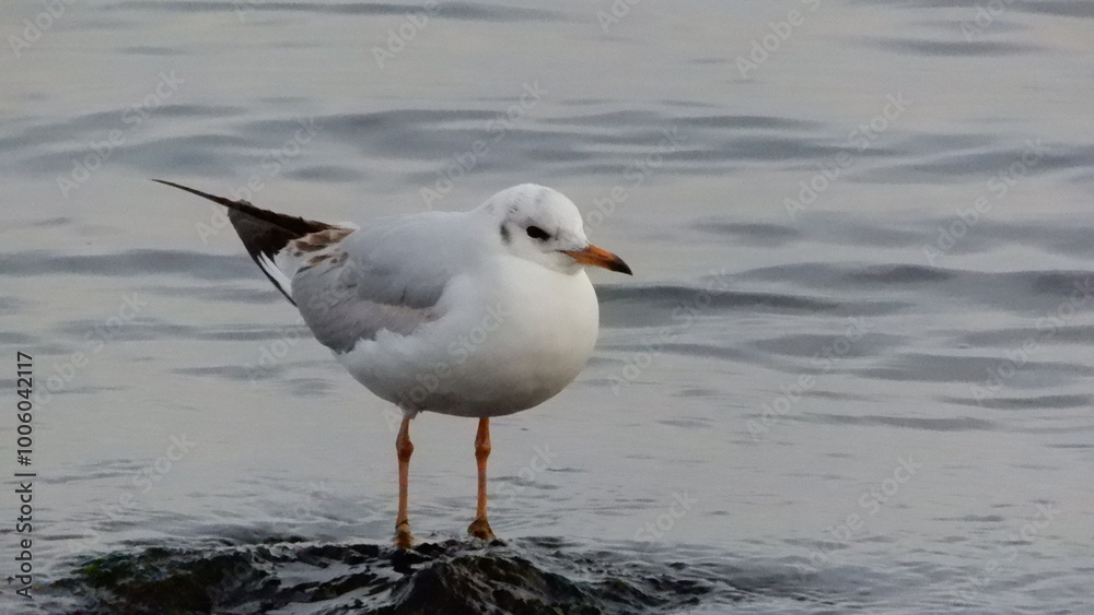 Seagull on the beach Seagull on the beach