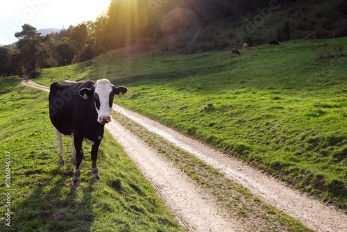 Scenic sunset by the pasture in the Swiss mountains. Black and white cow portrait by Juicy Green Meadow with path. Idyllic countryside cattle farm.