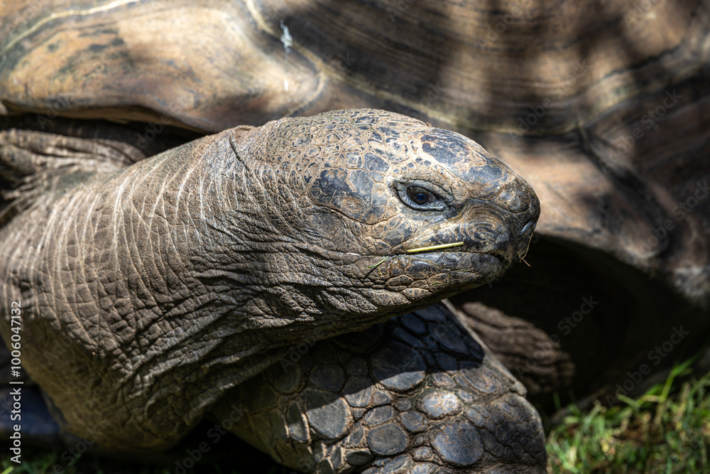 Aldabra giant tortoise, Curieuse Marine National Park, Curieuse, Seychelles Aldabra giant tortoise, Curieuse Marine National Park, Curieuse, Seychelles