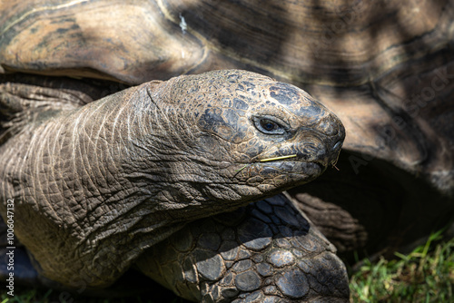 Aldabra giant tortoise, Curieuse Marine National Park, Curieuse, Seychelles