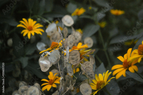 Euryops pectinatus and lunaria annua photo