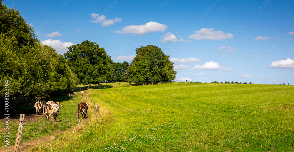 Troupeau de vaches au milieu des champ dans la campagne au printemps. Troupeau de vaches au milieu des champ dans la campagne au printemps.