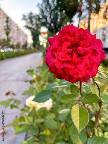 Obraz na płótnie Fragment of the alley of roses after the rain in Kiev, Ukraine. w salonie