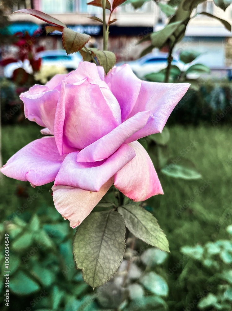 Fragment of the alley of roses after the rain in Kiev, Ukraine.