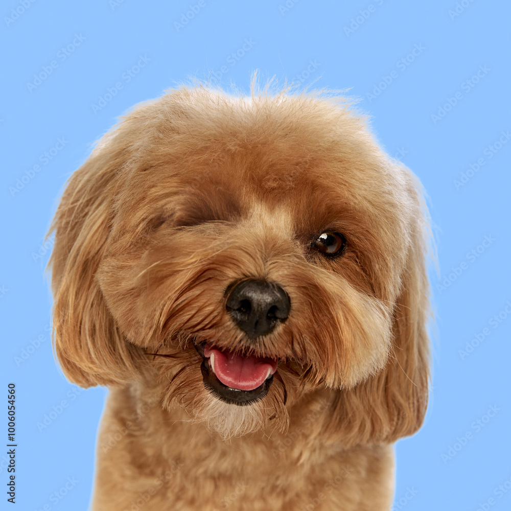 Portrait of adorable playful little dog, purebred Poodle in looking at camera and winking against light blue backgrounds. Concept of animal, pet care, vet, joy and fun. Copy space for ad, text Portrait of adorable playful little dog, purebred Poodle in looking at camera and winking against light blue backgrounds. Concept of animal, pet care, vet, joy and fun. Copy space for ad, text