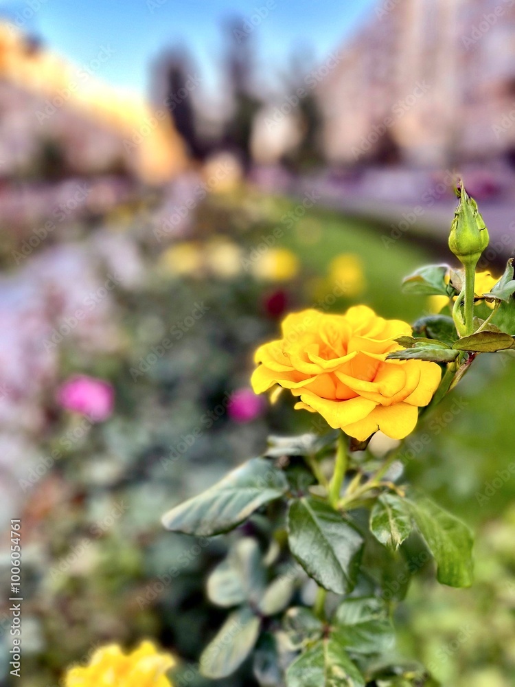 Fragment of the alley of roses after the rain in Kiev, Ukraine.