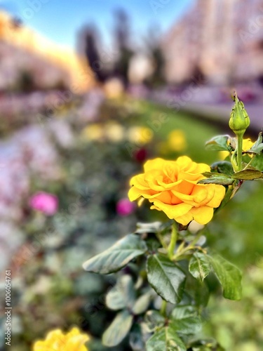 Obraz na płótnie Fragment of the alley of roses after the rain in Kiev, Ukraine. w salonie