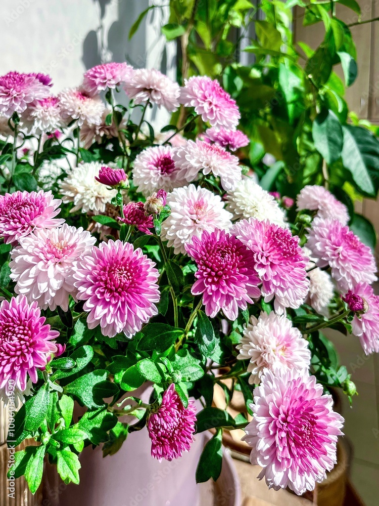 The flowers of the chrysanthemum (Chrysanthemum indicum) are a perennial plant of the Asteraceae family, or, as they are also called, Asteraceae.