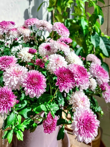 Obraz na płótnie The flowers of the chrysanthemum (Chrysanthemum indicum) are a perennial plant of the Asteraceae family, or, as they are also called, Asteraceae. w salonie