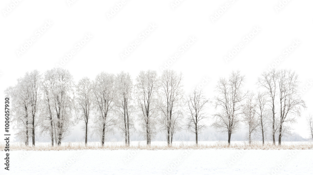 Obraz premium Winter forest on a transparent background