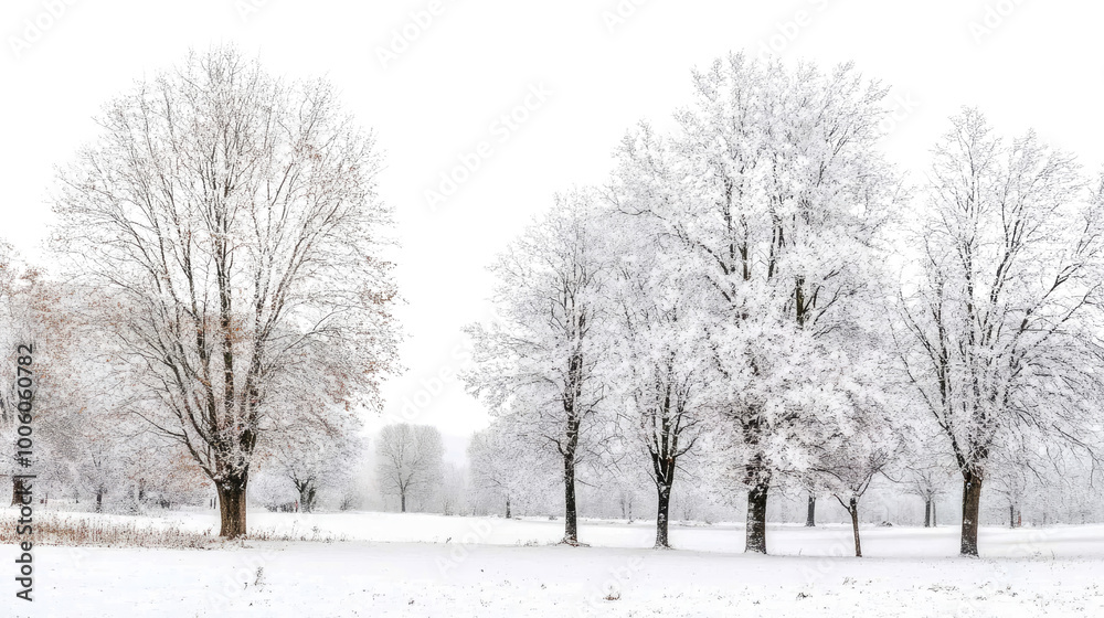 Obraz premium Winter forest on a transparent background