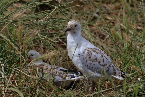 silver gull chick photo