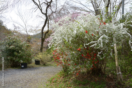 原谷苑　京都市北区 photo