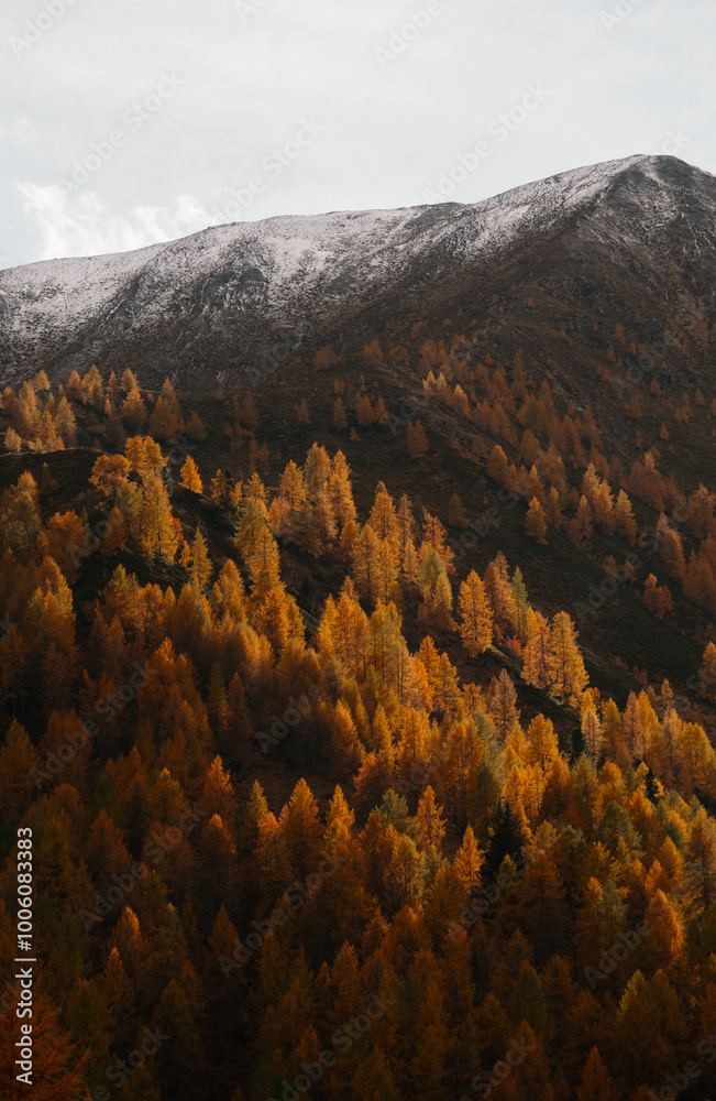 Stunning fall mountain scenery with golden larches and snowy mountains in the Alps