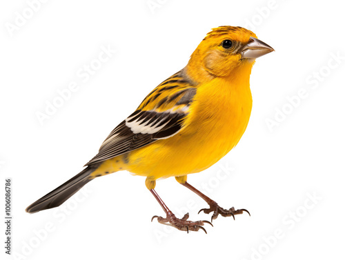 a yellow bird with black stripes