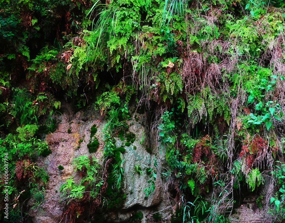 Obraz premium Mossy Rock Face Covered Green Closeup Lush Nature Vertical Outdoors