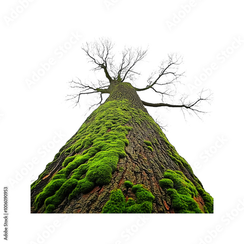 Moss-Covered Tree Trunk Looking Up