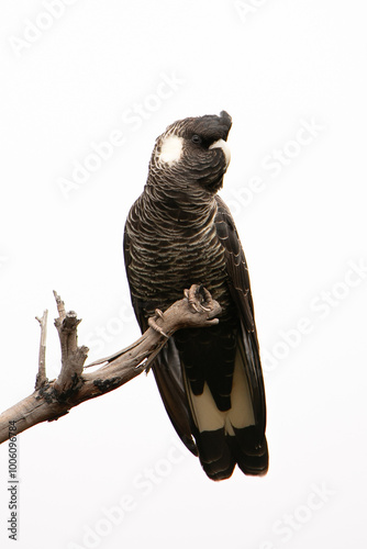 Baudin's Black Cockatoo