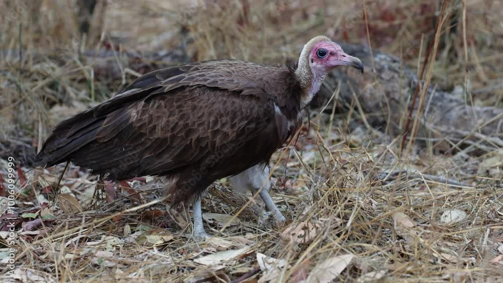 A Hooded vulture gathering nesting material. A Hooded vulture gathering nesting material.