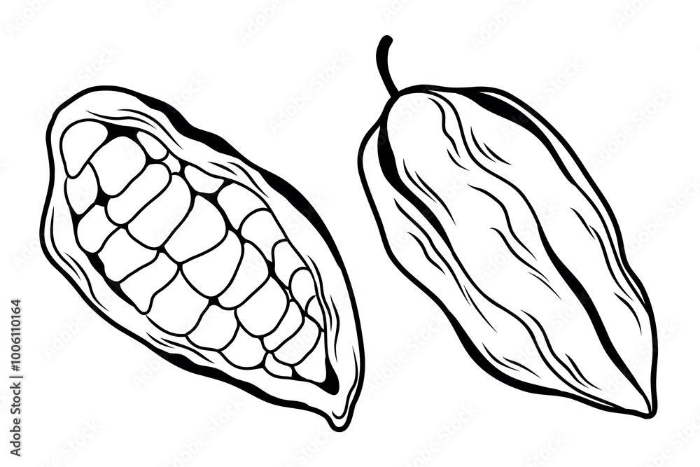 Fototapeta premium Set of two cocoa fruits whole and cut, cocoa bean in skin lineart isolated on white