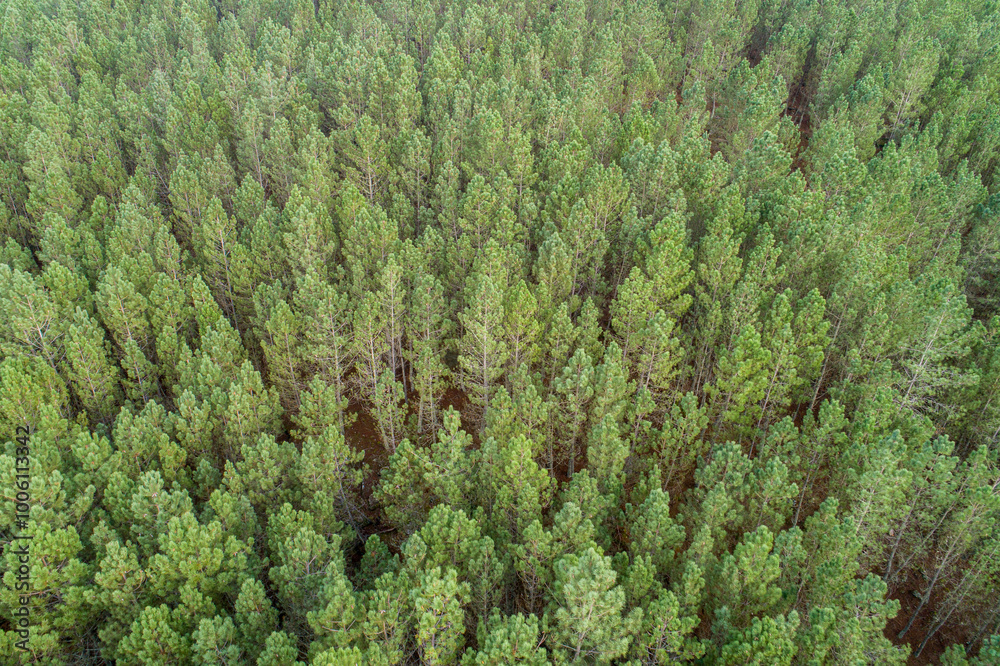 aerial view of the treetops of a pine forest as seen from a drone