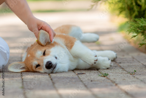 Photography a puppy of the Welsh Corgi breed is lying on the path in the summer on a walk, the female hand of the owner is stroking the dog