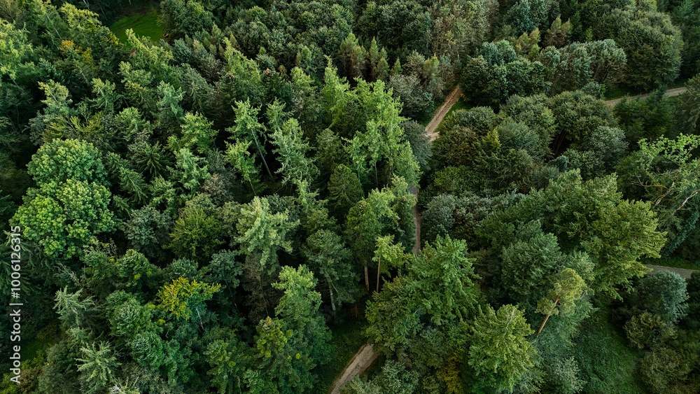 Fototapeta premium Stunning Panoramic View of a Lush Pine Forest