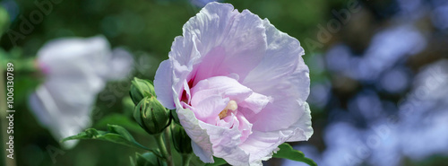White hibiscus flower outdoor in sunny backyard.
